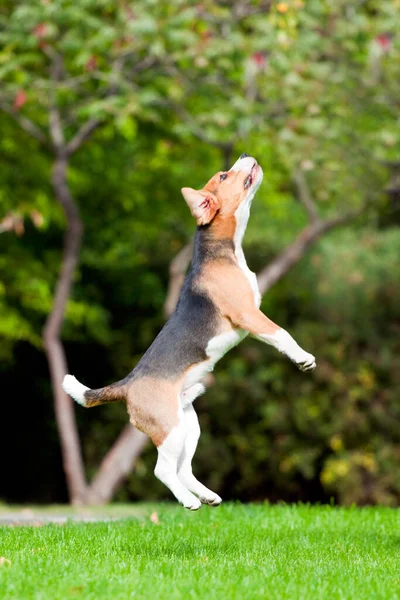 Beagle Parque Otoño — Foto de Stock