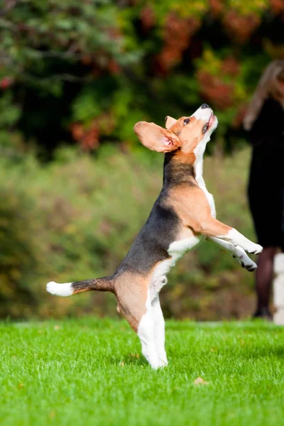 Sonbahar Parkında Köpeği — Stok fotoğraf