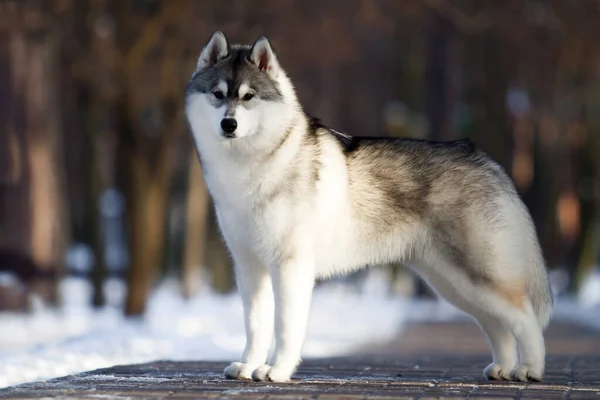 Adorabile Cane Husky Siberiano All Aperto — Foto Stock