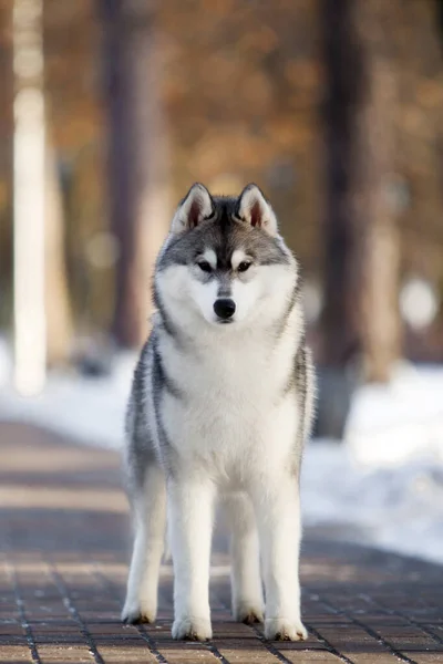 Bedårande Sibirisk Husky Hund Utomhus — Stockfoto