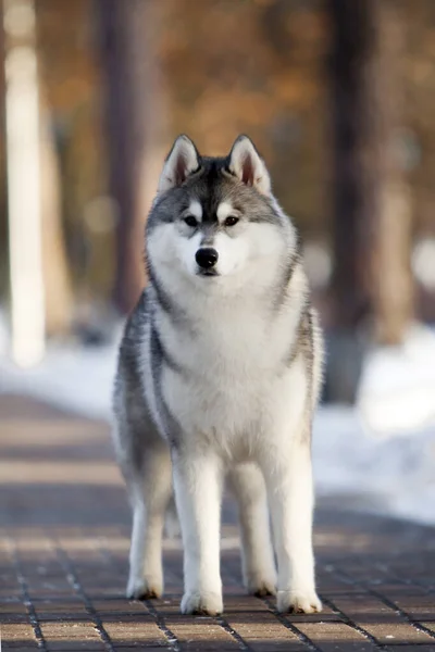 Rozkošný Sibiřský Husky Pes Venku — Stock fotografie