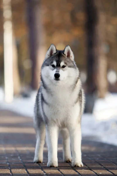 Uroczy Syberyjski Husky Pies Zewnątrz — Zdjęcie stockowe