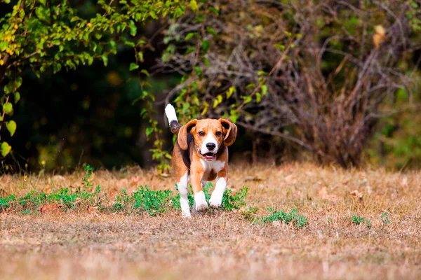 Beagle Autumn Park — Stock Photo, Image