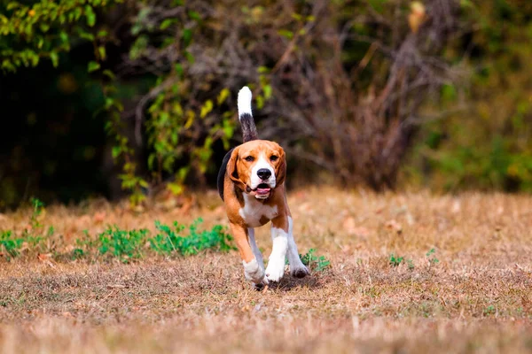 Beagle Dans Parc Automne — Photo