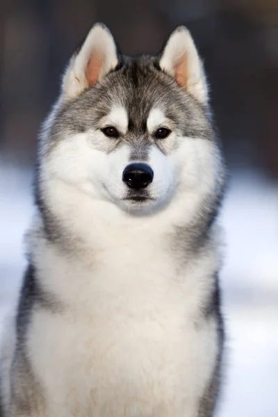 Adorável Cão Husky Siberiano Livre — Fotografia de Stock