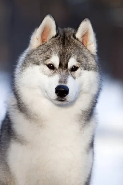 Schattige Siberische Husky Hond Buiten — Stockfoto