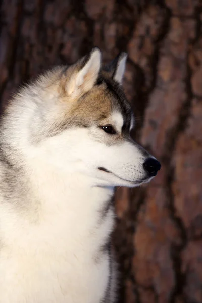 Entzückender Sibirischer Husky Hund Freien — Stockfoto