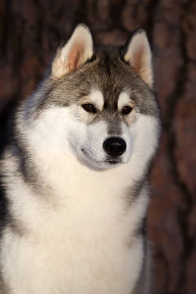 Imádnivaló Szibériai Husky Kutya Szabadban — Stock Fotó