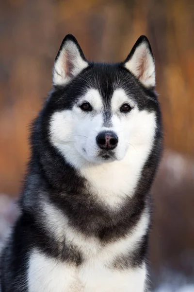 Bedårande Sibirisk Husky Hund Utomhus — Stockfoto