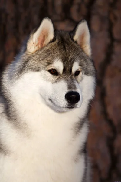 Schattige Siberische Husky Hond Buiten — Stockfoto