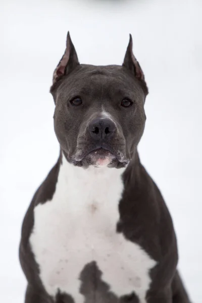 American Staffordshire Terrier Hond Buiten — Stockfoto