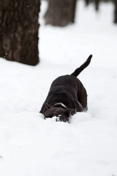 American Staffordshire Terrier Hund Freien — Stockfoto