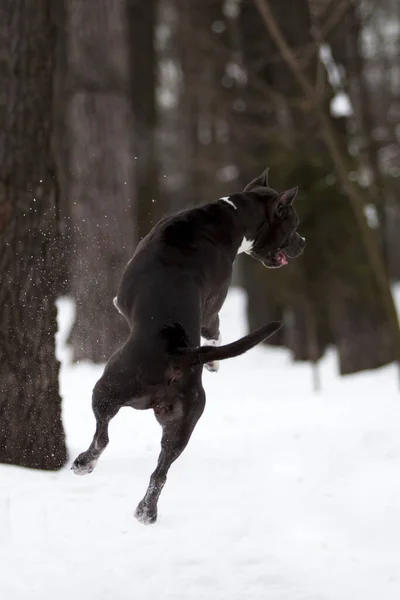 American Staffordshire Terrier Hund Freien — Stockfoto