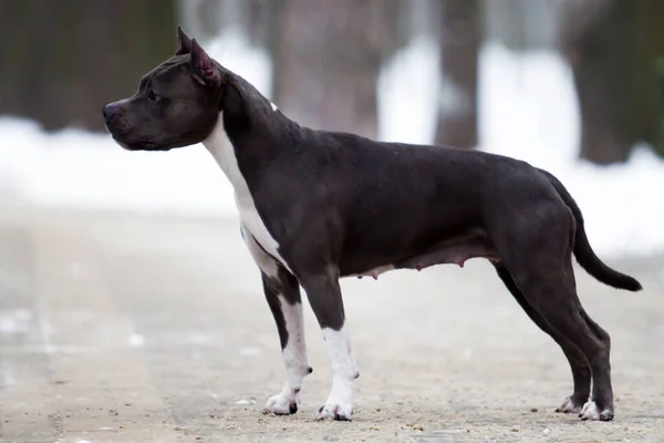 American Staffordshire Terrier Dog Outdoor — Stock Photo, Image