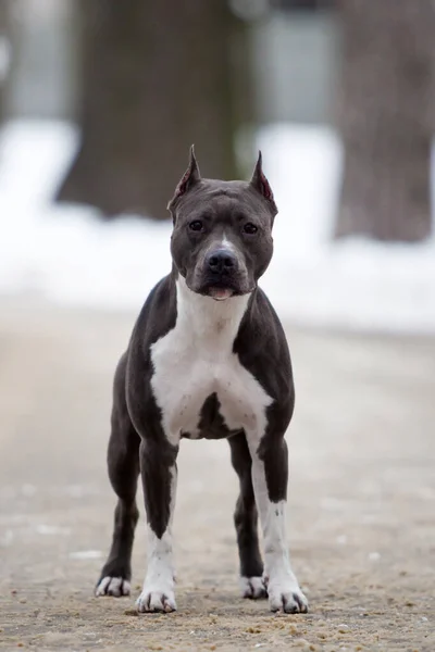 American Staffordshire Terrier Cão Livre — Fotografia de Stock