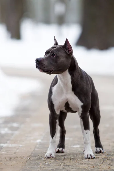 American Staffordshire Terrier Hond Buiten — Stockfoto