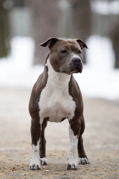 American Staffordshire Terrier Perro Aire Libre —  Fotos de Stock