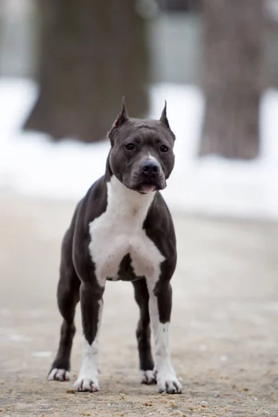 American Staffordshire Terrier Dog Outdoor — Stock Photo, Image