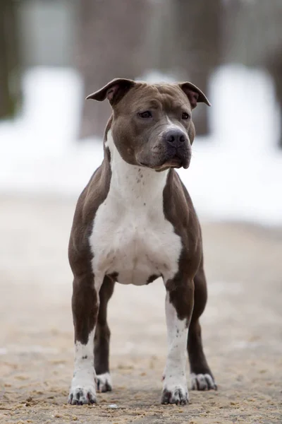 アメリカン スタッフォードシャー テリア犬屋外 — ストック写真