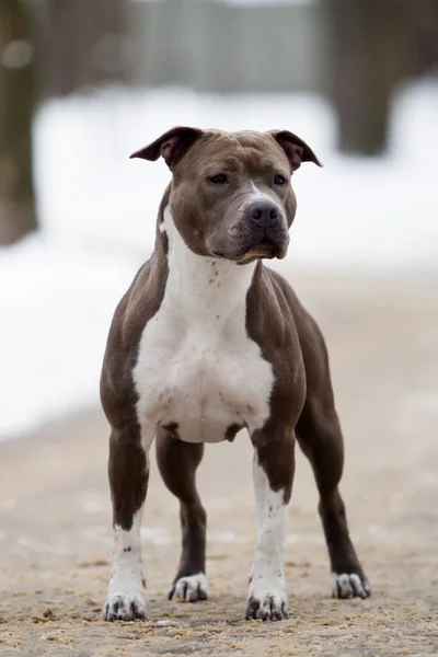 American Staffordshire Terrier dog outdoor