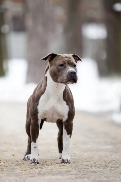 American Staffordshire Terrier Cão Livre — Fotografia de Stock