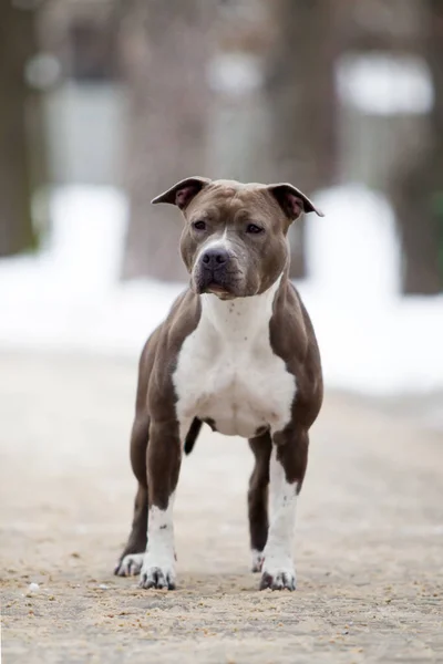 American Staffordshire Terrier Cane All Aperto — Foto Stock