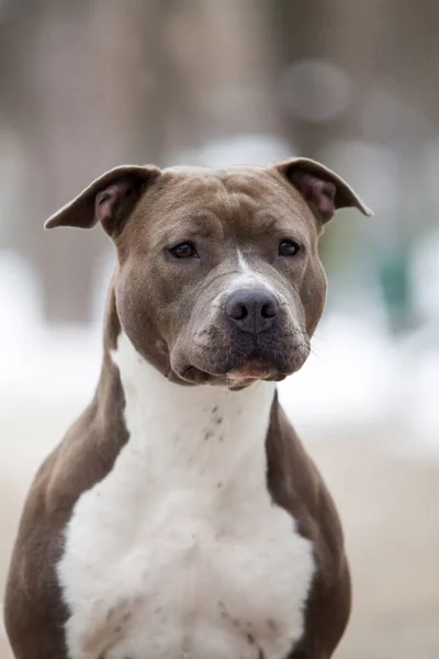 American Staffordshire Terrier Dog Outdoor — Stock Photo, Image