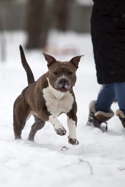 American Staffordshire Terrier Cane All Aperto — Foto Stock