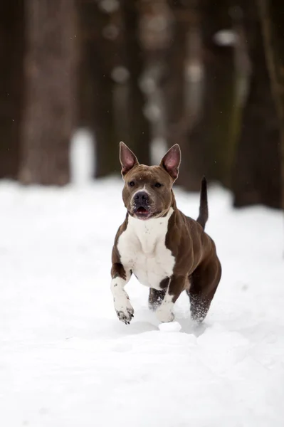 American Staffordshire Terrier Cane All Aperto — Foto Stock