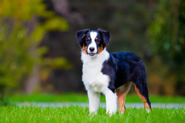 Australian Shepherd Chien Plein Air — Photo