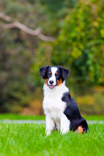 Avustralya çoban köpeği açık havada 