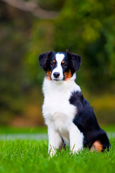 Avustralya Çoban Köpeği Açık Havada — Stok fotoğraf