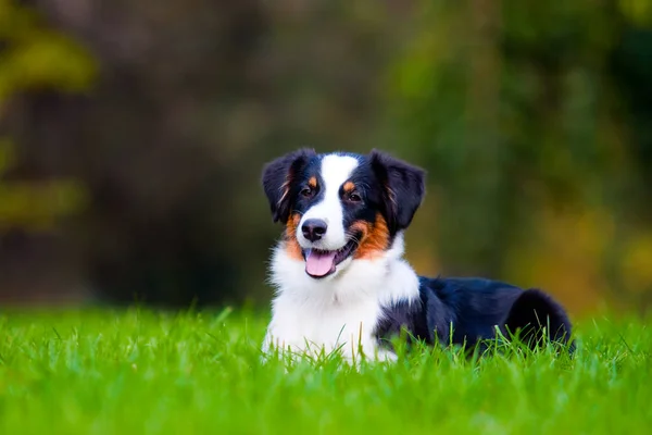 Australiska Shepherd Hund Utomhus — Stockfoto