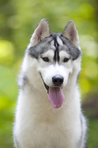 Rozkošný Sibiřský Husky Pes Venku — Stock fotografie