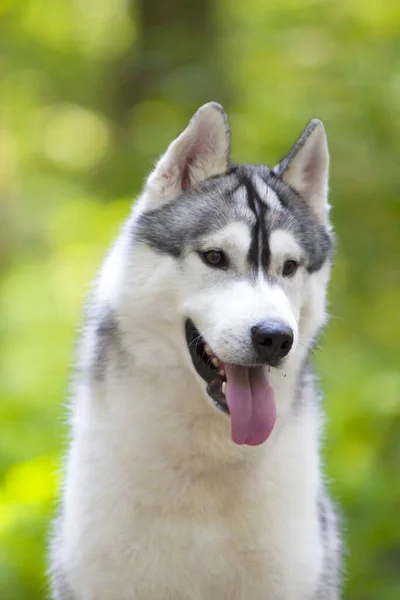 Uroczy Syberyjski Husky Pies Zewnątrz — Zdjęcie stockowe