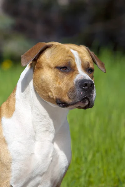 American Staffordshire Terrier Cão Livre — Fotografia de Stock