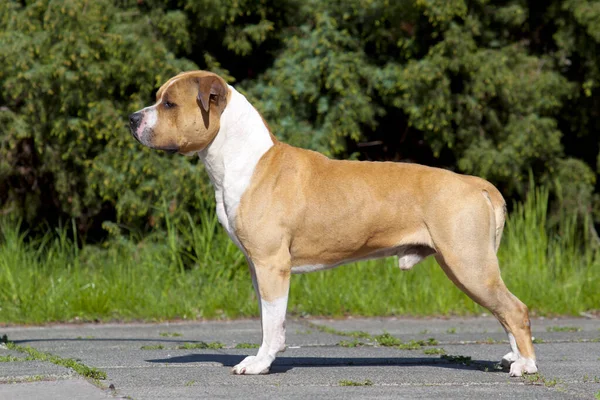 American Staffordshire Terrier Pies Świeżym Powietrzu — Zdjęcie stockowe