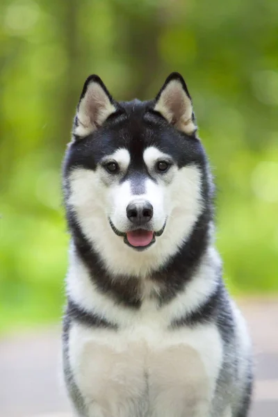 Bedårande Sibirisk Husky Hund Utomhus — Stockfoto