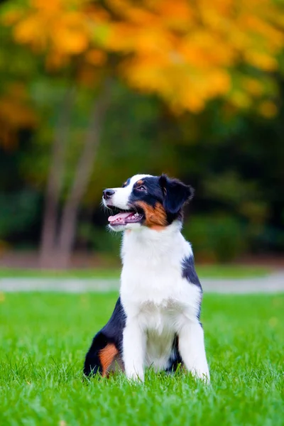 Australiska Shepherd Hund Utomhus — Stockfoto