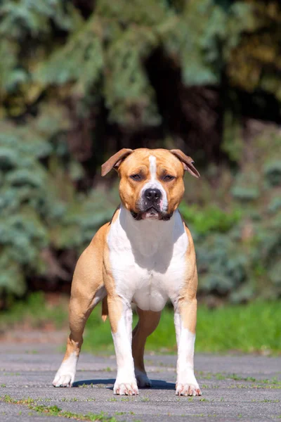 American Staffordshire Terrier Hond Buiten — Stockfoto