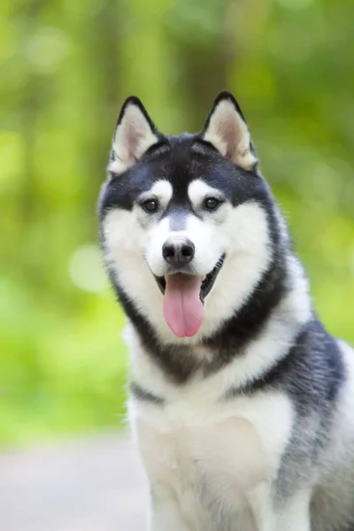 Adorável Cão Husky Siberiano Livre — Fotografia de Stock