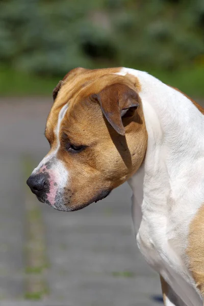 American Staffordshire Terrier Cão Livre — Fotografia de Stock