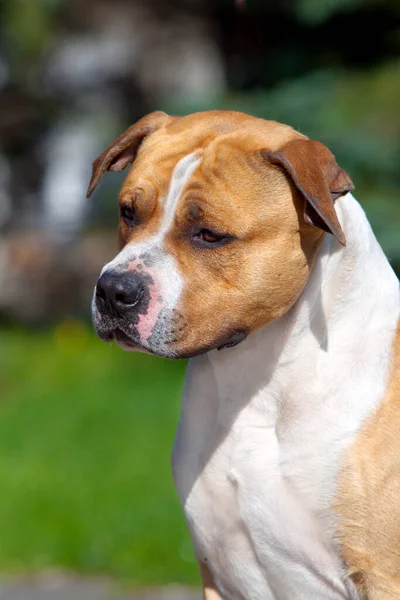 American Staffordshire Terrier Perro Aire Libre —  Fotos de Stock