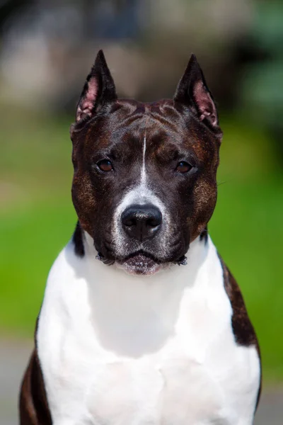 American Staffordshire Terrier Dog Outdoor — Stock Photo, Image