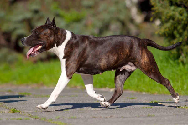 American Staffordshire Terrier Cane All Aperto — Foto Stock