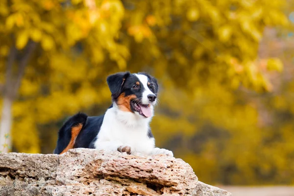 Australiska Shepherd Hund Utomhus — Stockfoto