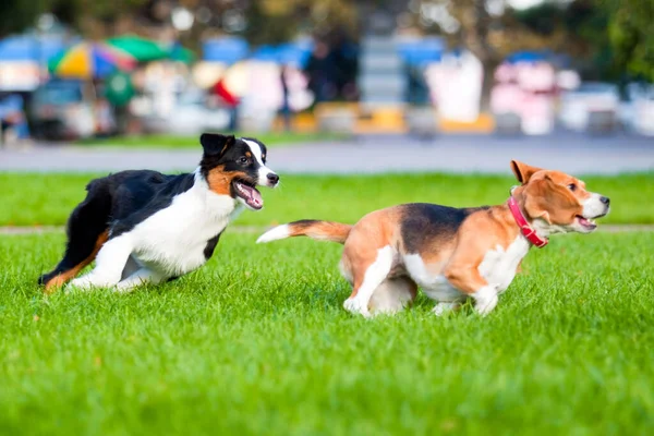 Две Собаки Играют Летнем Парке — стоковое фото