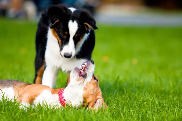 Dwa Psy Bawiące Się Letnim Parku — Zdjęcie stockowe