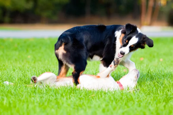 Deux Chiens Jouant Dans Parc Été — Photo