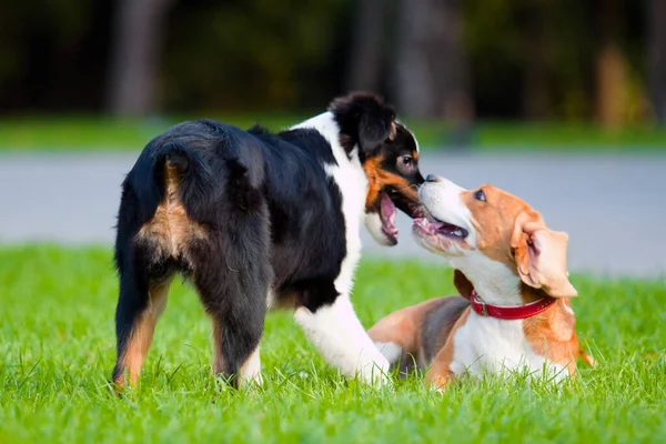 Dwa Psy Bawiące Się Letnim Parku — Zdjęcie stockowe
